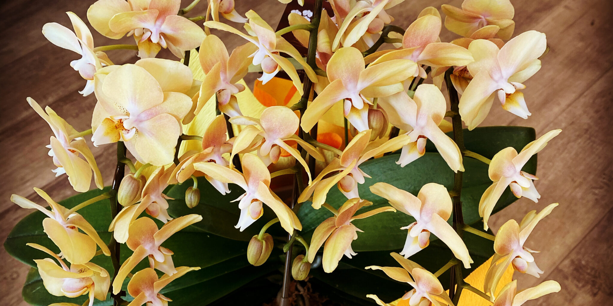 189844C7-3F7A-42B6-9C2D-C6E4681EF0A5